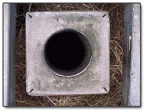 Animal Nest in Chimney