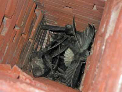 Chimney Swifts