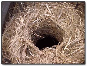Animal nesting in chimney