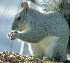 Chimney Critter