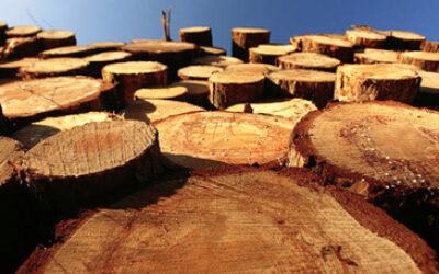 Choosing Firewood - Professional Chimney Sweep Atlanta
