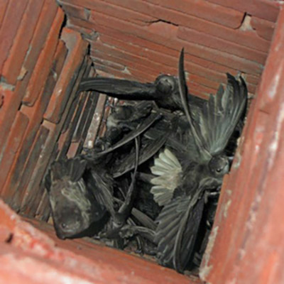 Debris in Chimney