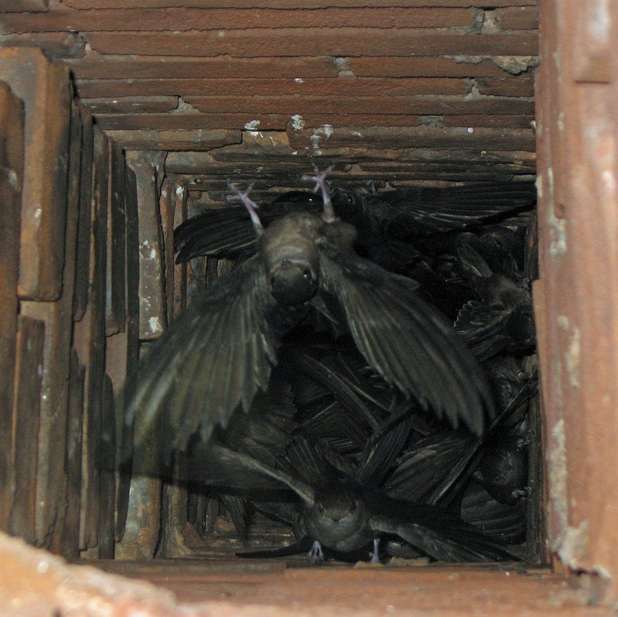 chimney swift and debris, marietta ga