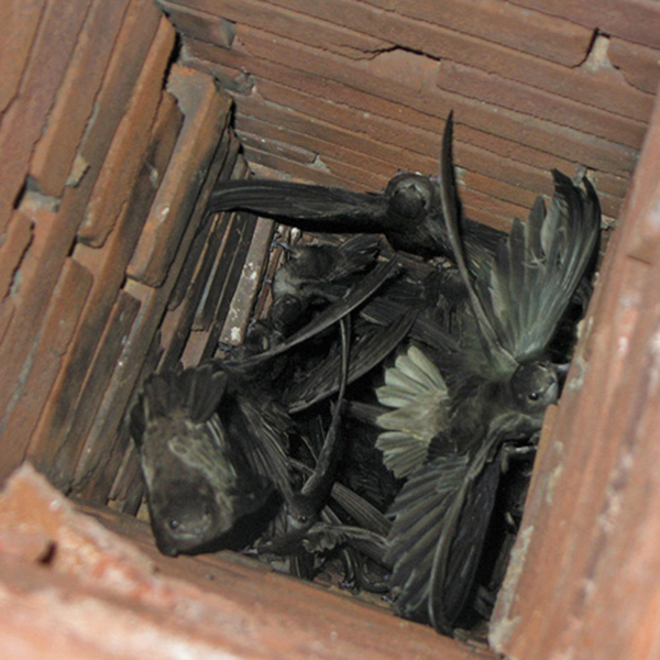 Remove Chimney Obstructions in Brookhaven, GA